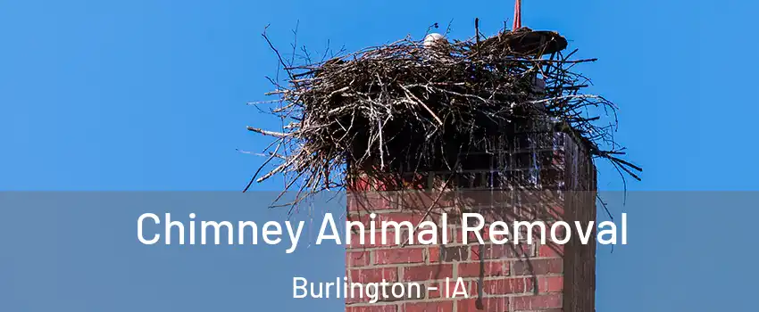  Chimney Animal Removal Burlington - IA