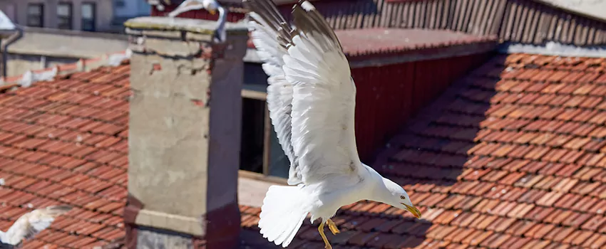 Residential Chimney Animal Removal Solution in Burlington, IA